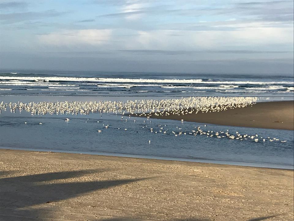 Webb'S Scenic Surf Hotel Cannon Beach Ngoại thất bức ảnh